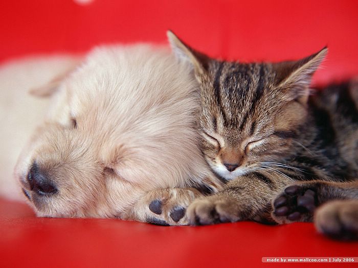 Cuddly Kitten Photos - Kitten Sleeping puppy 8 - Wallcoo.net