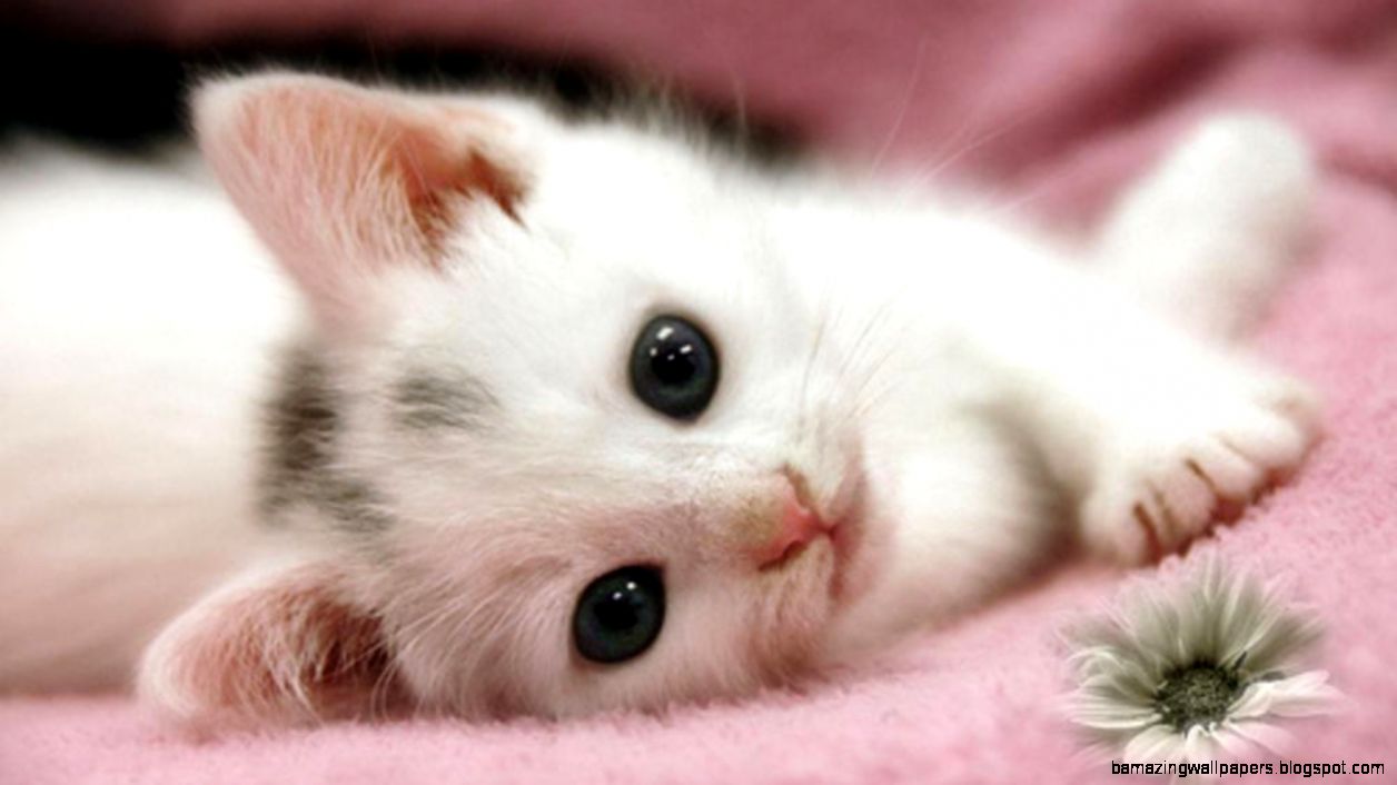 Super Cute Puppies And Kittens | Amazing Wallpapers