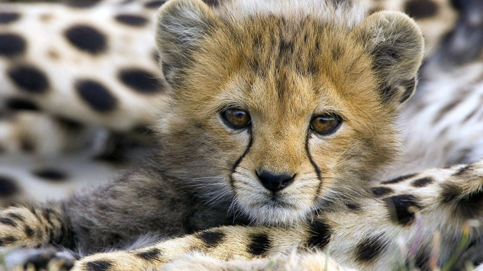 Baby Cheetah Wallpapers