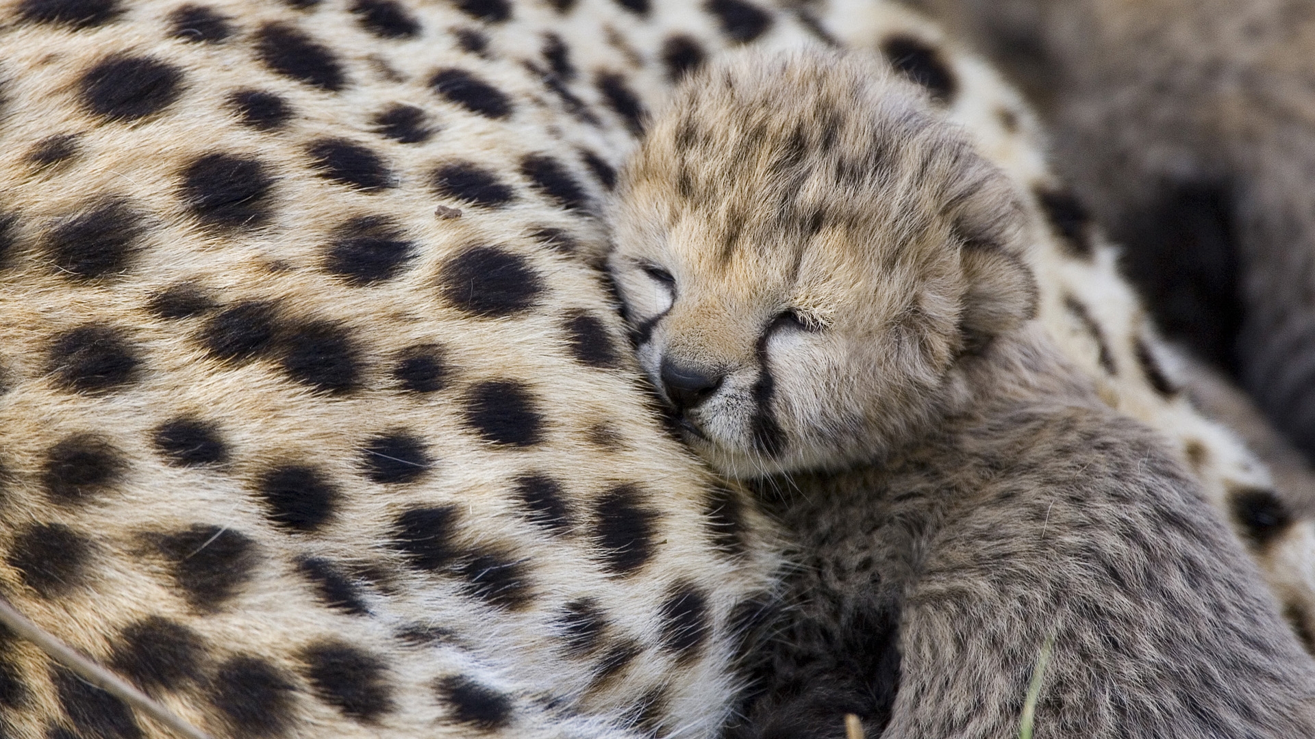 Baby Cheetah Wallpaper #6891386