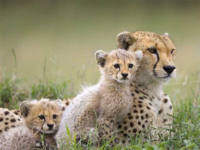 Cute Alert: Cheetah Cub Photos - AmO Images - AmO Images