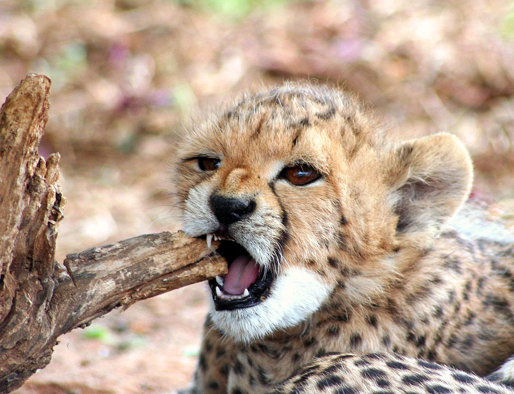 High Quality Baby Cheetah Wallpaper | Full HD Pictures