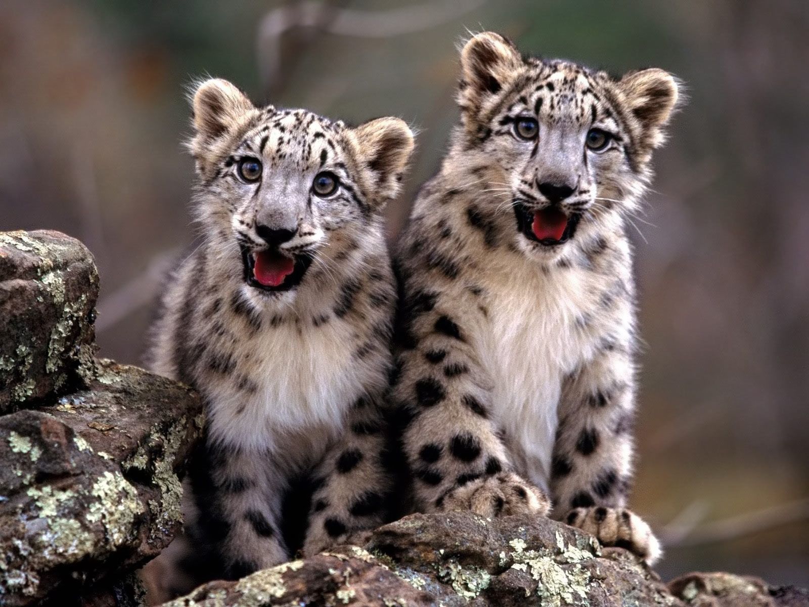 Baby Cheetahs HD Wallpaper