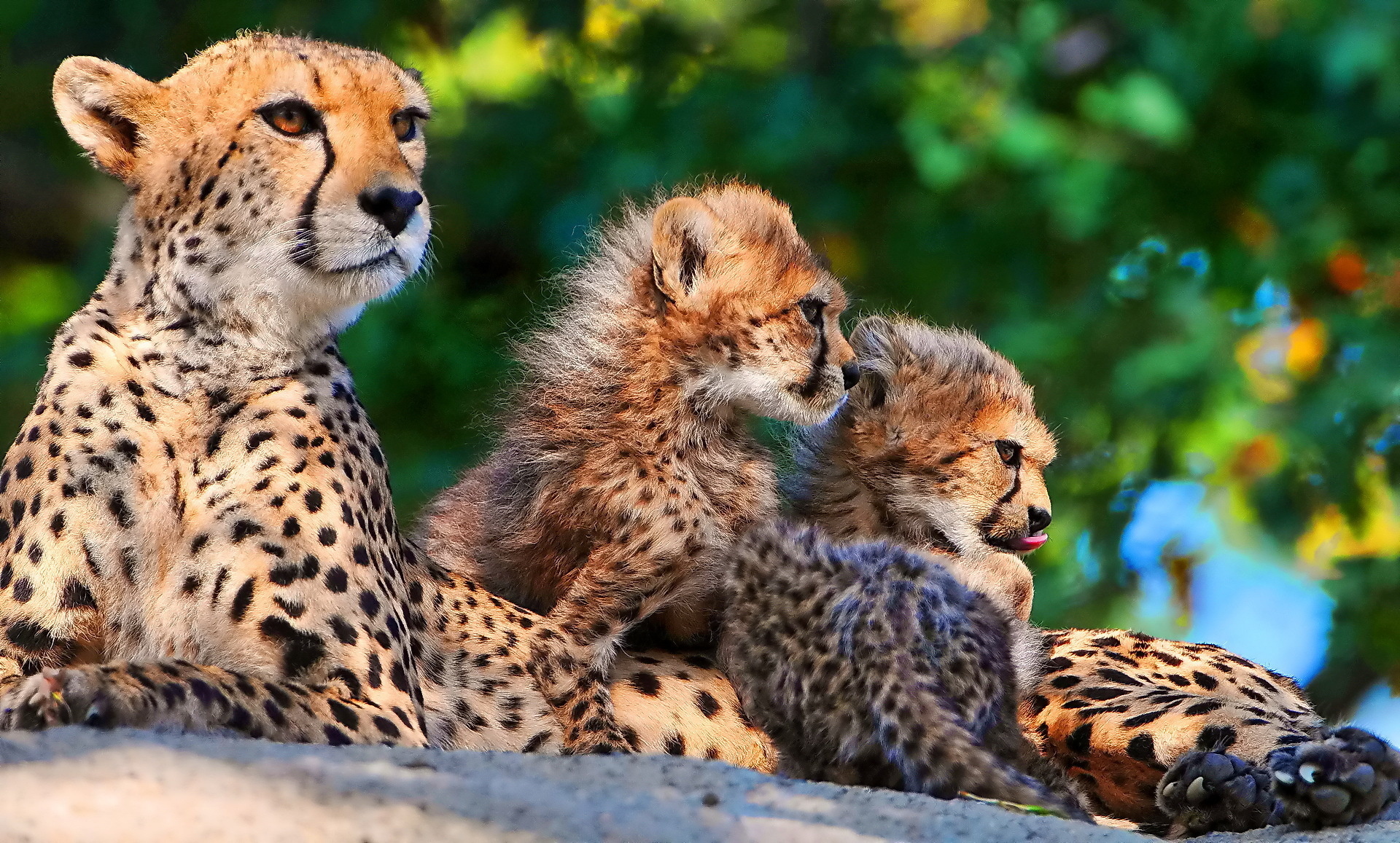 Cheetah Backgrounds free download | Wallpapers, Backgrounds ...