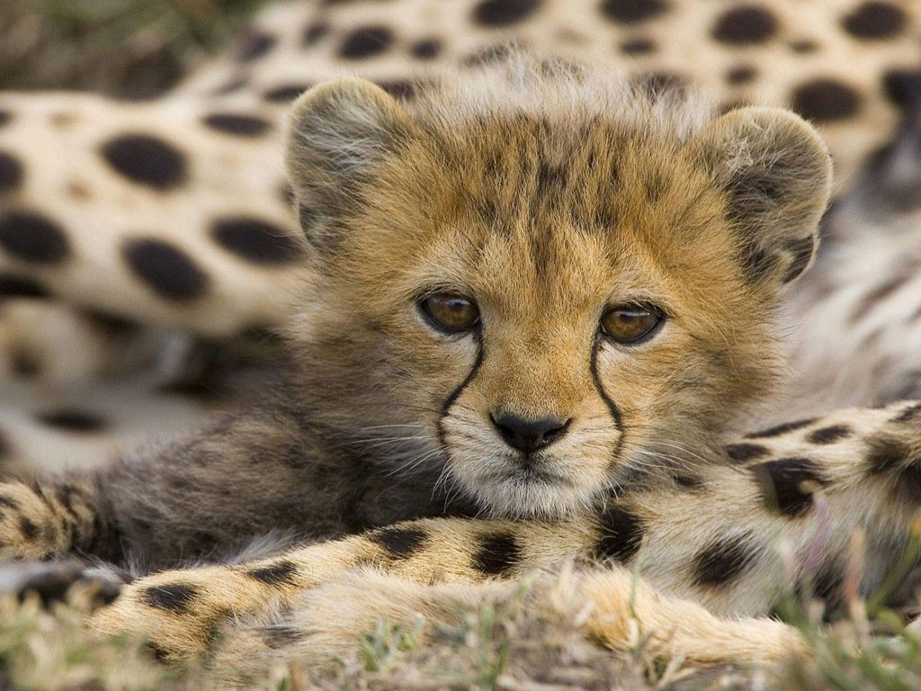 Cute Baby Cheetah Wallpaper | Amazing Wallpapers