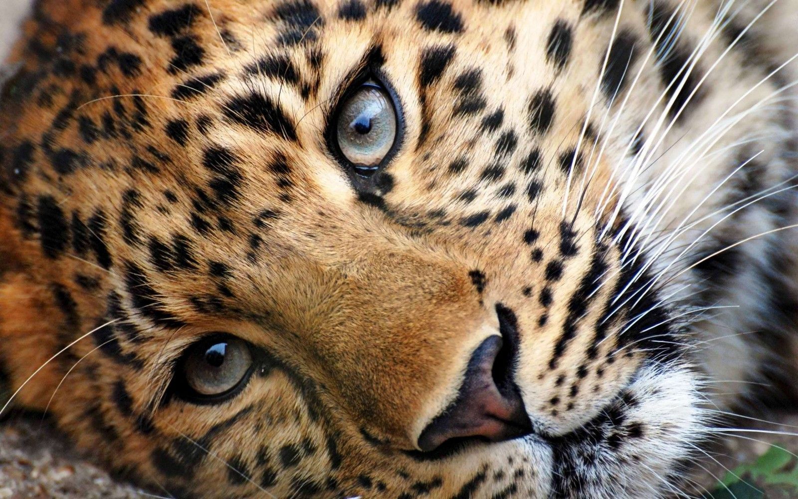 Lovely Cheetah Wallpapers Full HD Pictures