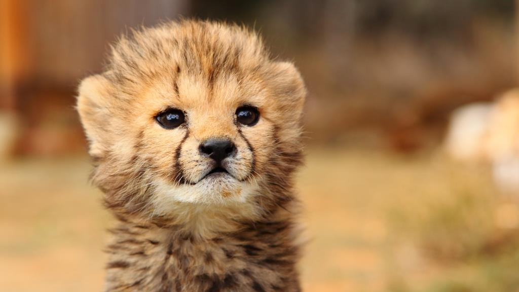 Baby Cheetah Quotes. QuotesGram