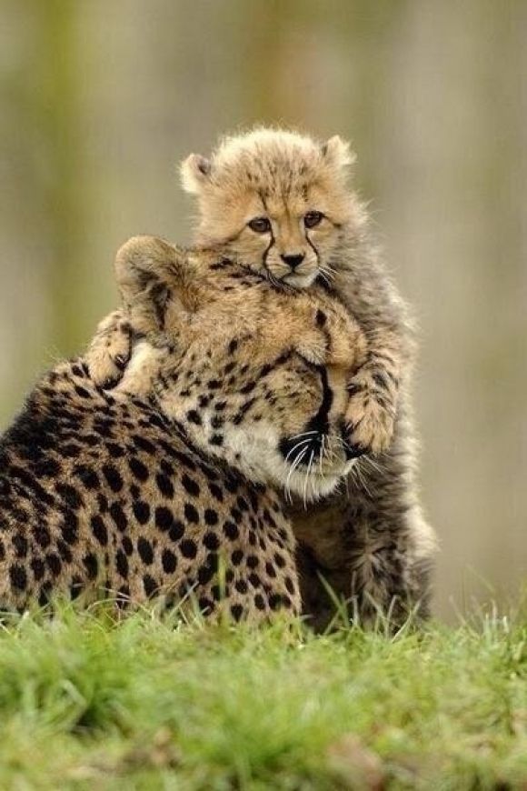Cheetah with cub wallpapers - HD Tiger hd wallpapers mobile