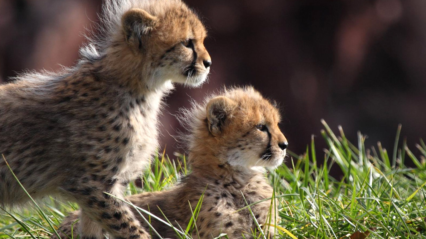 Baby cheetah cubs kittens wallpapers – Free full hd wallpapers for ...