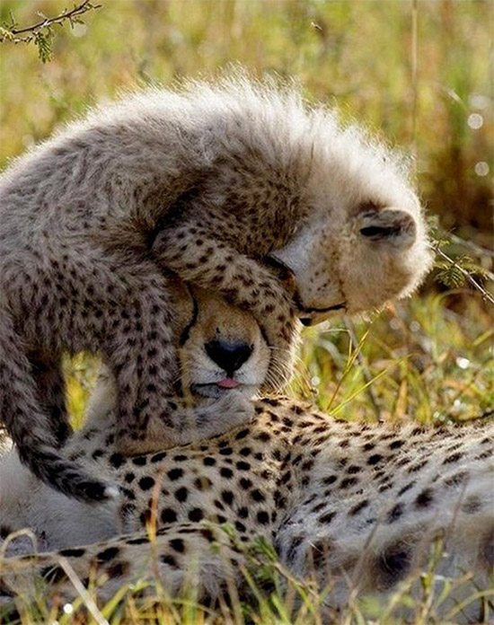 Cute Alert Cheetah Cub Photos - AmO Images - AmO Images