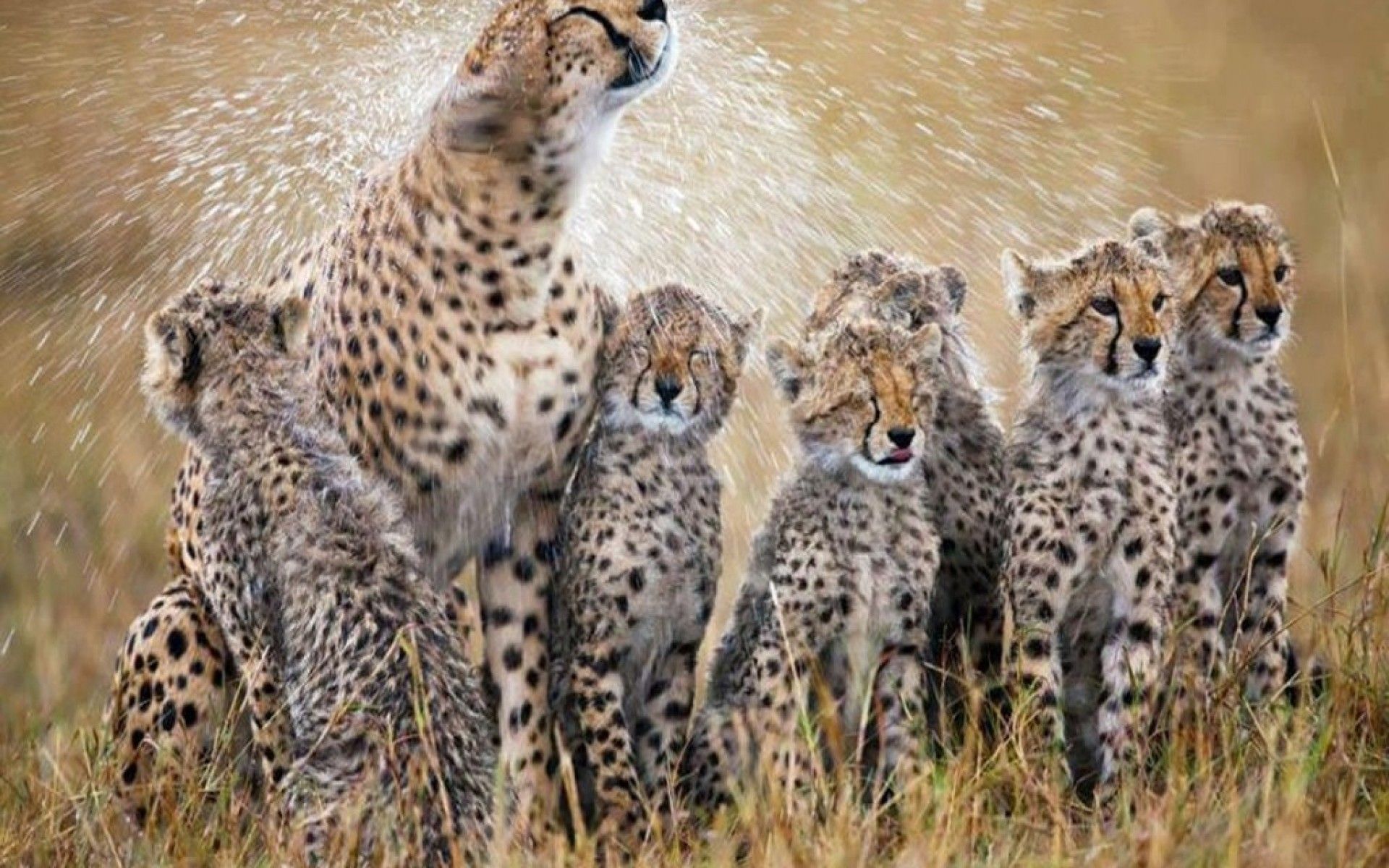 Baby Cheetah - wallpaper.