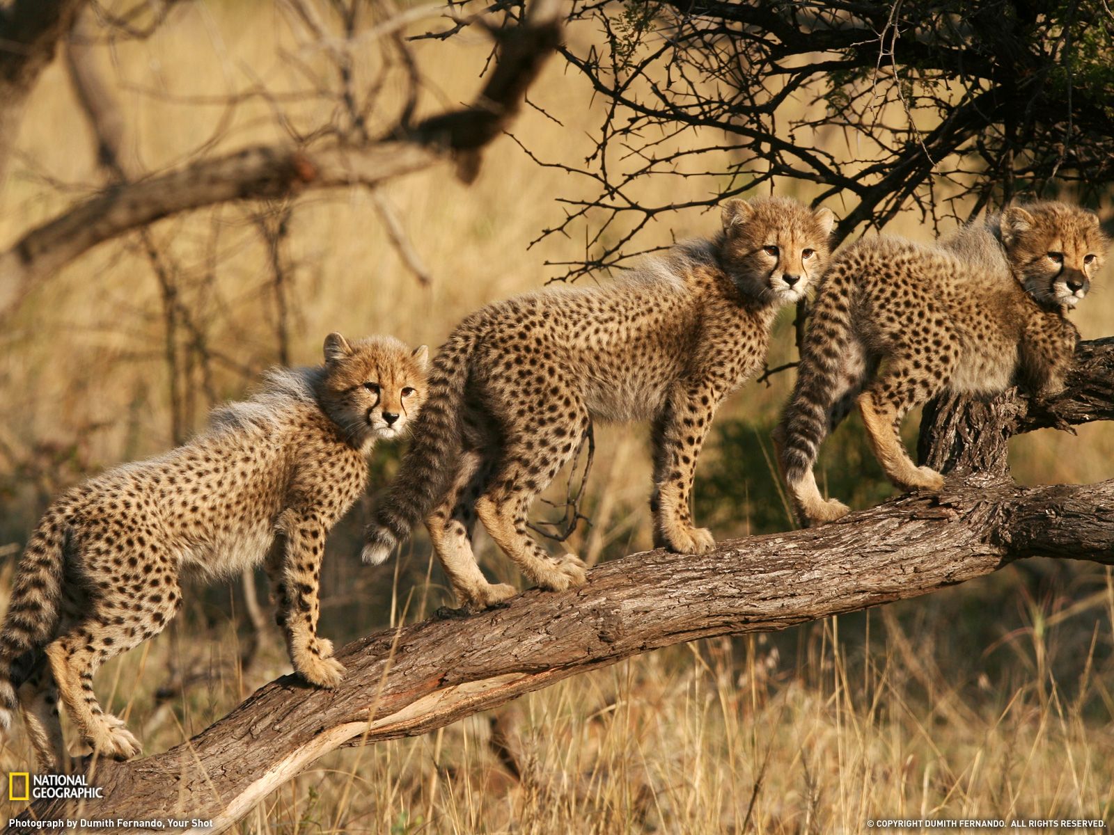 Cheetah Picture – Animal Wallpaper - National Geographic Photo of ...