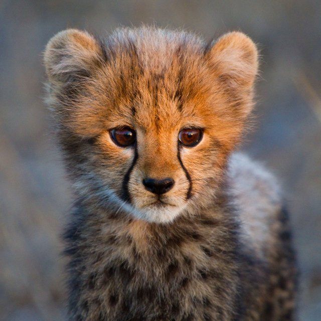Baby Cheetahs on Pinterest | Big Cats, Cheetahs and Cubs