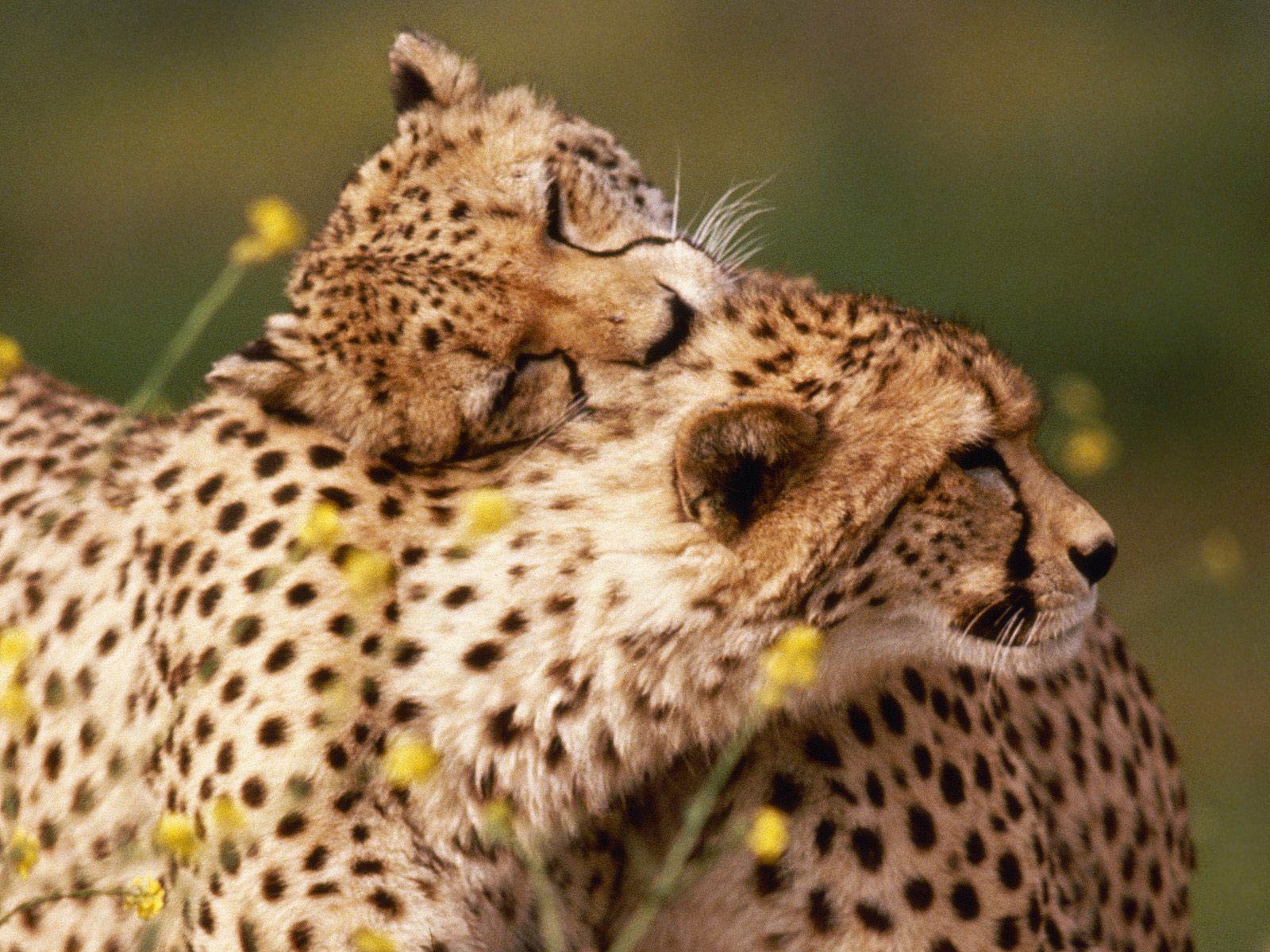 Baby Cheetah Wallpapers | Full HD Pictures