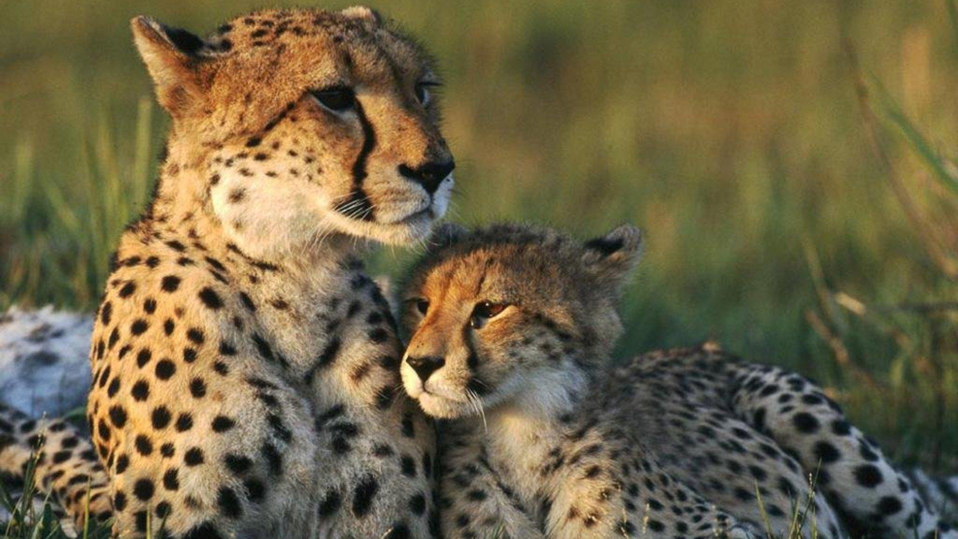 HD Mother and Baby Cheetah Wallpaper HD Full Size - HiReWallpapers ...
