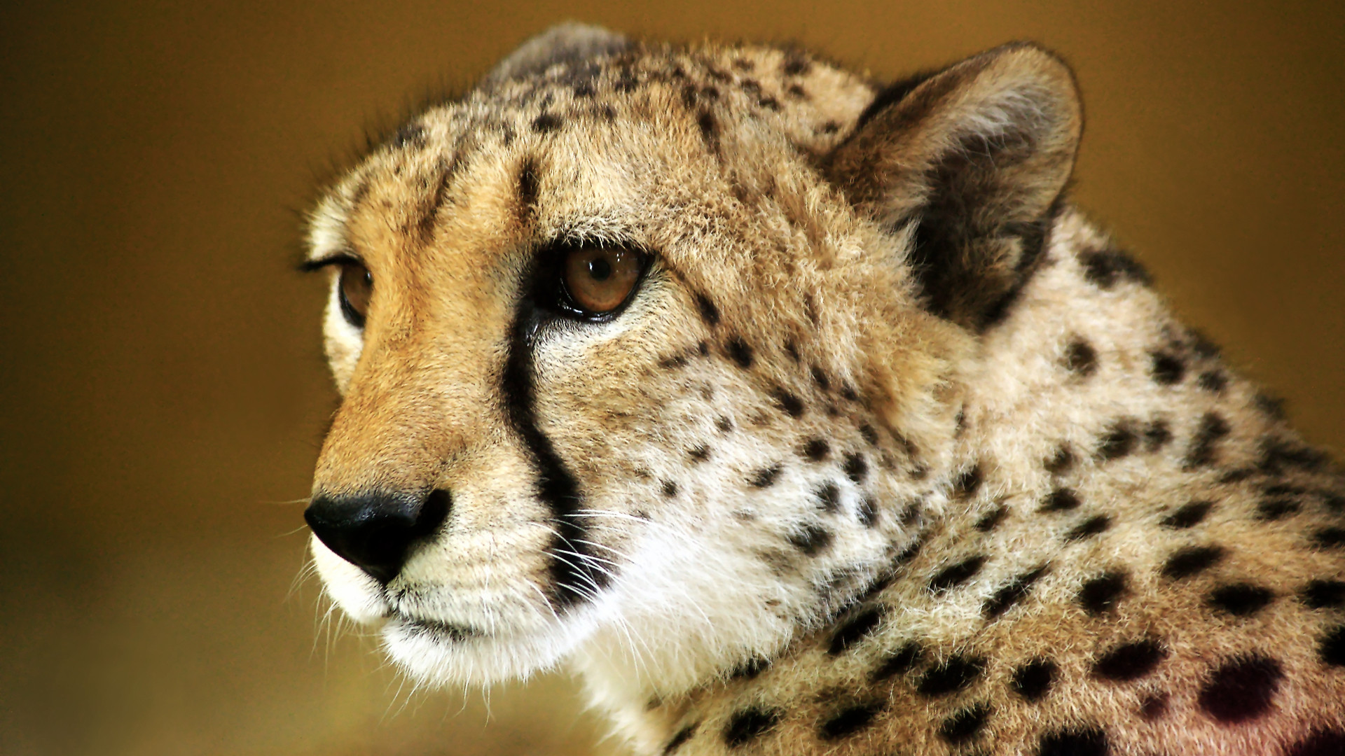 Baby Cheetah Face - wallpaper.