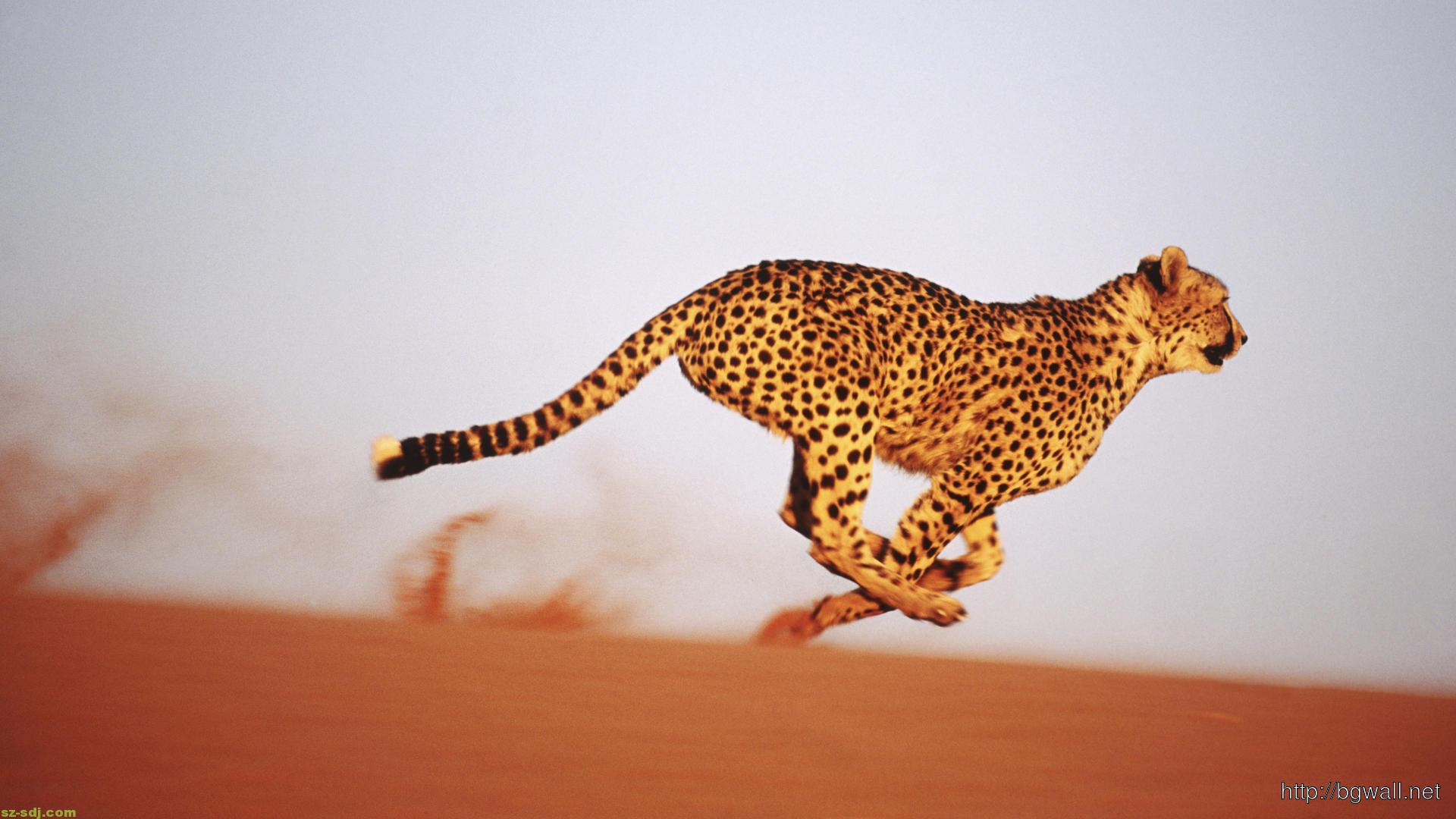 Cheetah Running Speed Wallpaper