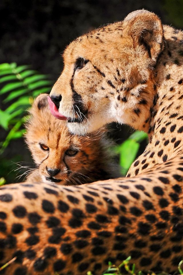 Cheetah with cheetah baby rest iPhone Wallpaper | 640x960 iPhone 4 ...
