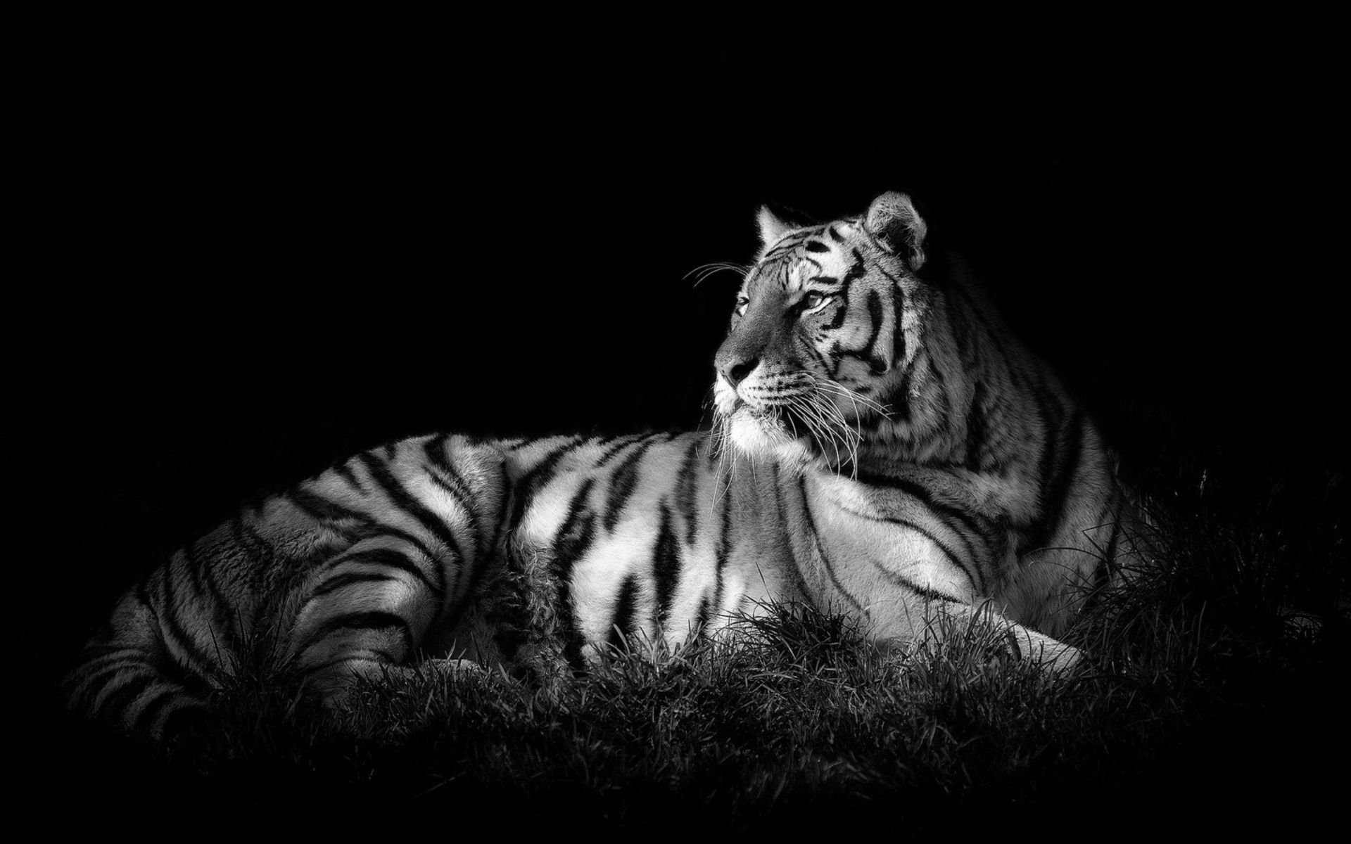 Black and White Tiger Images Wallpaper