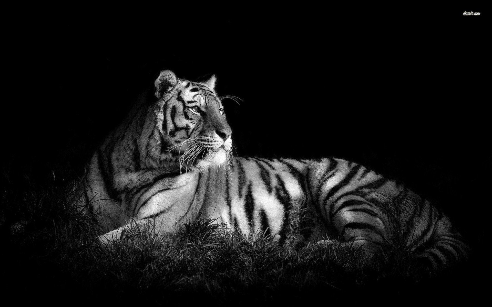 Black and White Tiger HD wallpaper
