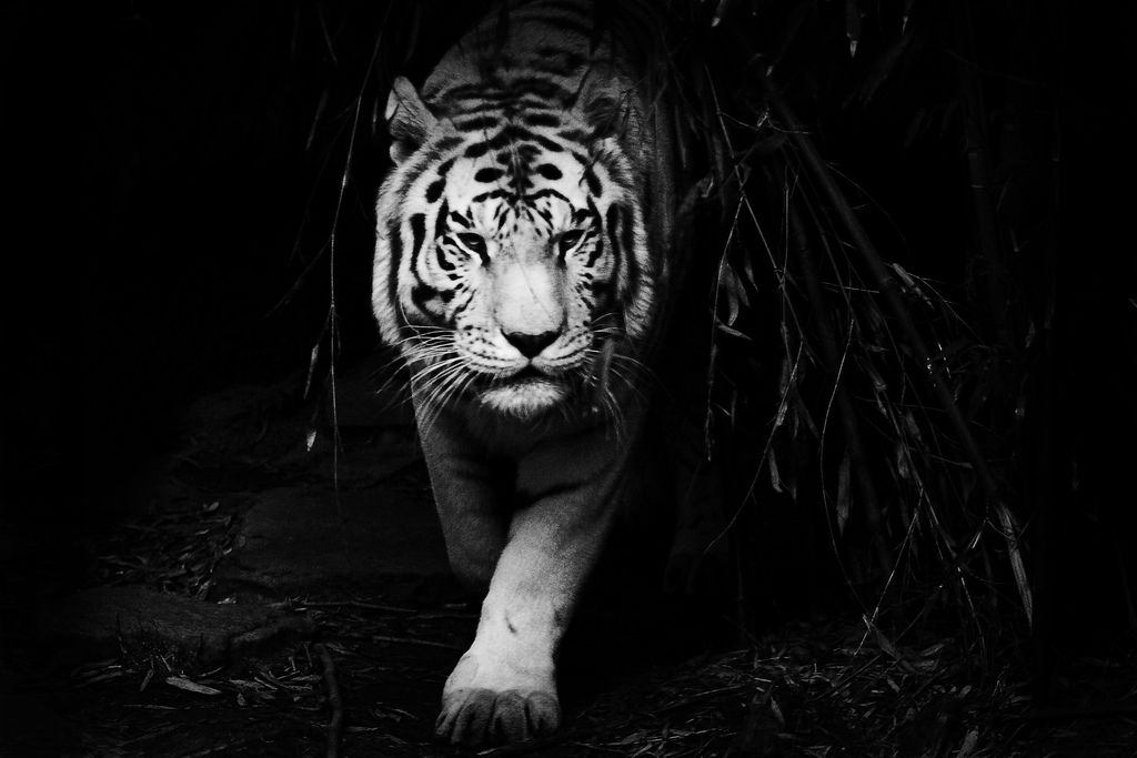 Black And White Tiger Images - HD Wallpapers and Pictures