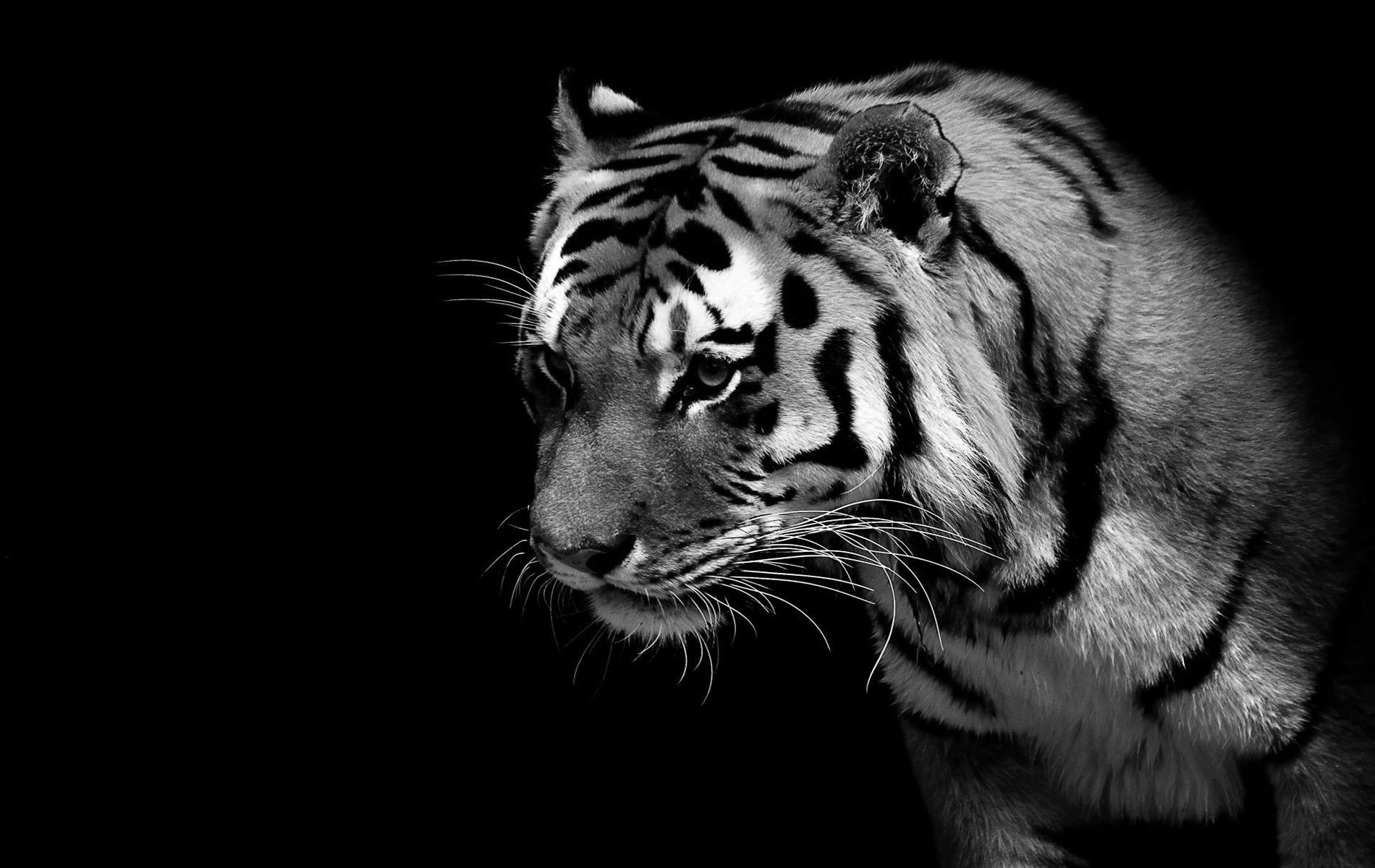 Black tiger photos
