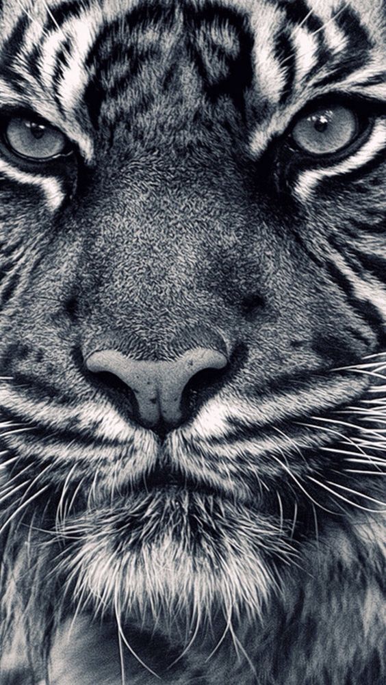 black n white photo tiger face close up iPhone 5 Wallpapers ...