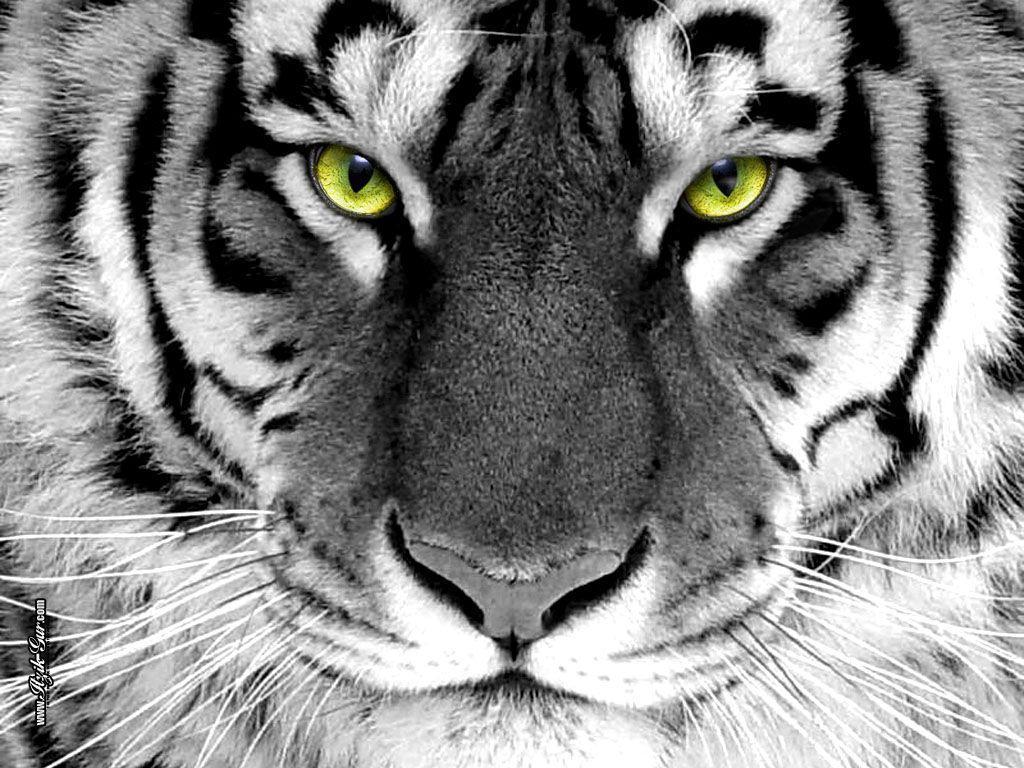 Featured image of post Iphone Tiger Wallpaper Black And White : Iphone wallpapers for iphone 12, iphone 11, iphone x, iphone xr, iphone 8 plus high quality wallpapers iphone wallpapers find and download the best iphone wallpapers, from blue backgrounds to black and white backdrops.