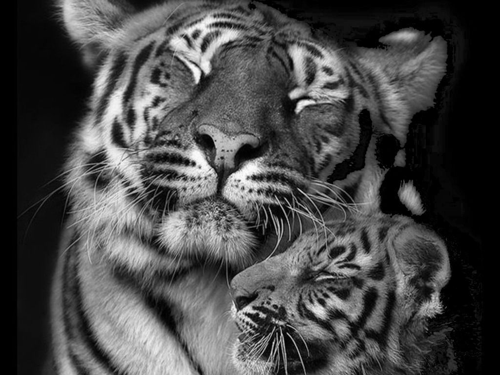 Wallpapers Baby Playng Tiger Love In B W Animals Black And White ...