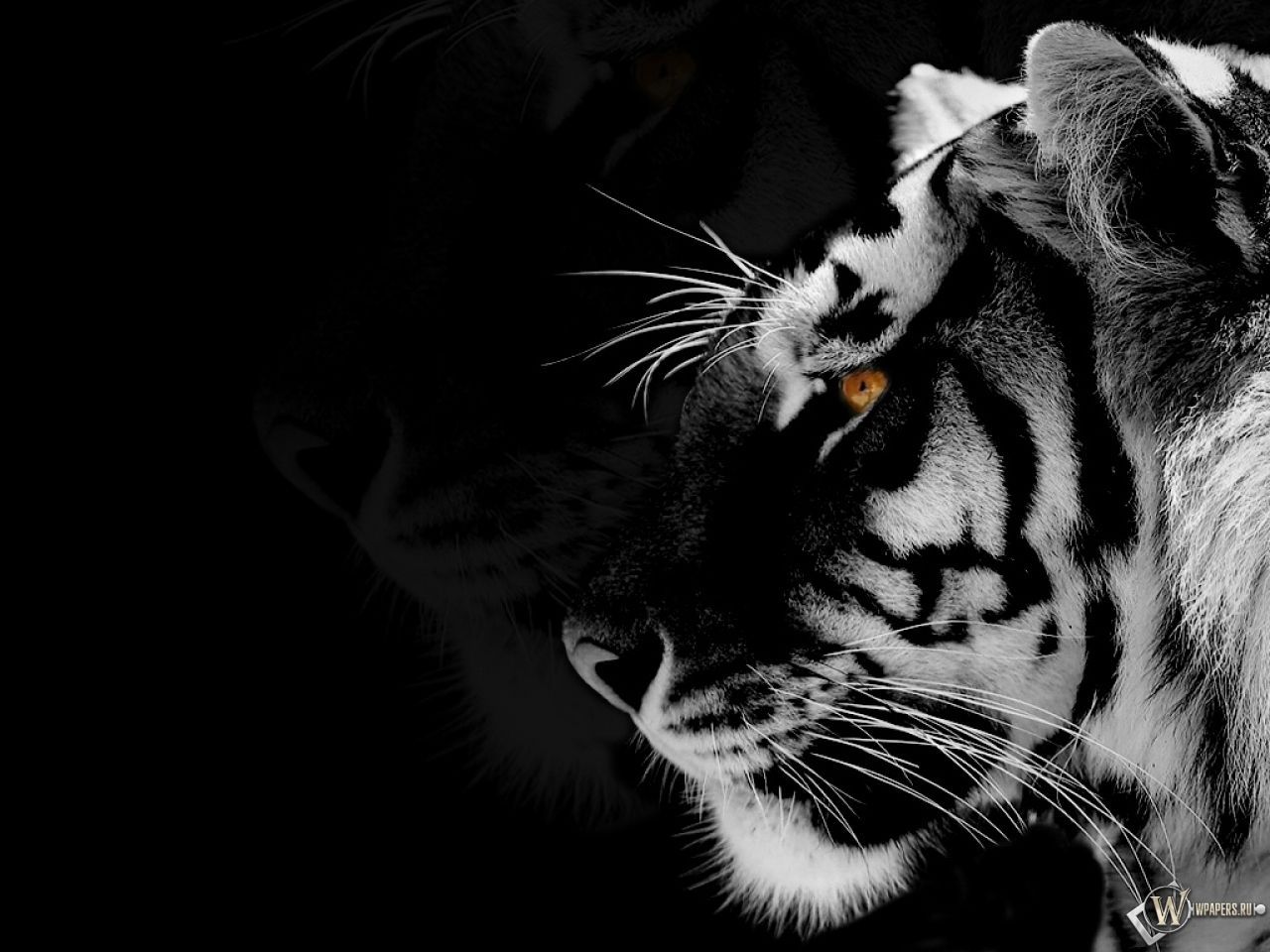 Tiger Black And White 73147 HD Wallpapers | Glefia.com
