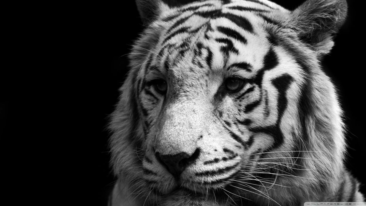 Tiger Black And White HD desktop wallpaper : Widescreen : High ...