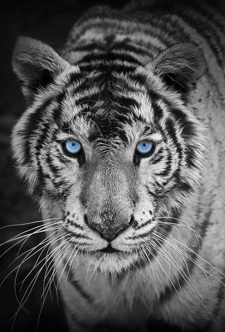 Tiger iPhone Free Wallpapers 2347 - HD Wallpaper Site
