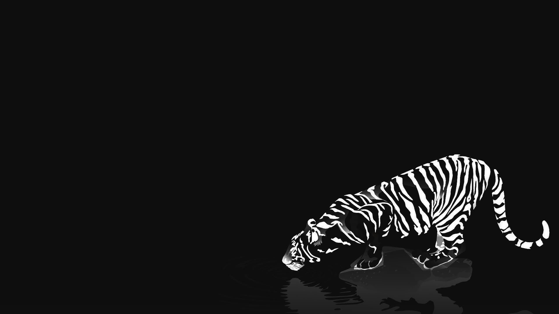 Cats animals tigers white tiger reflections black background ...