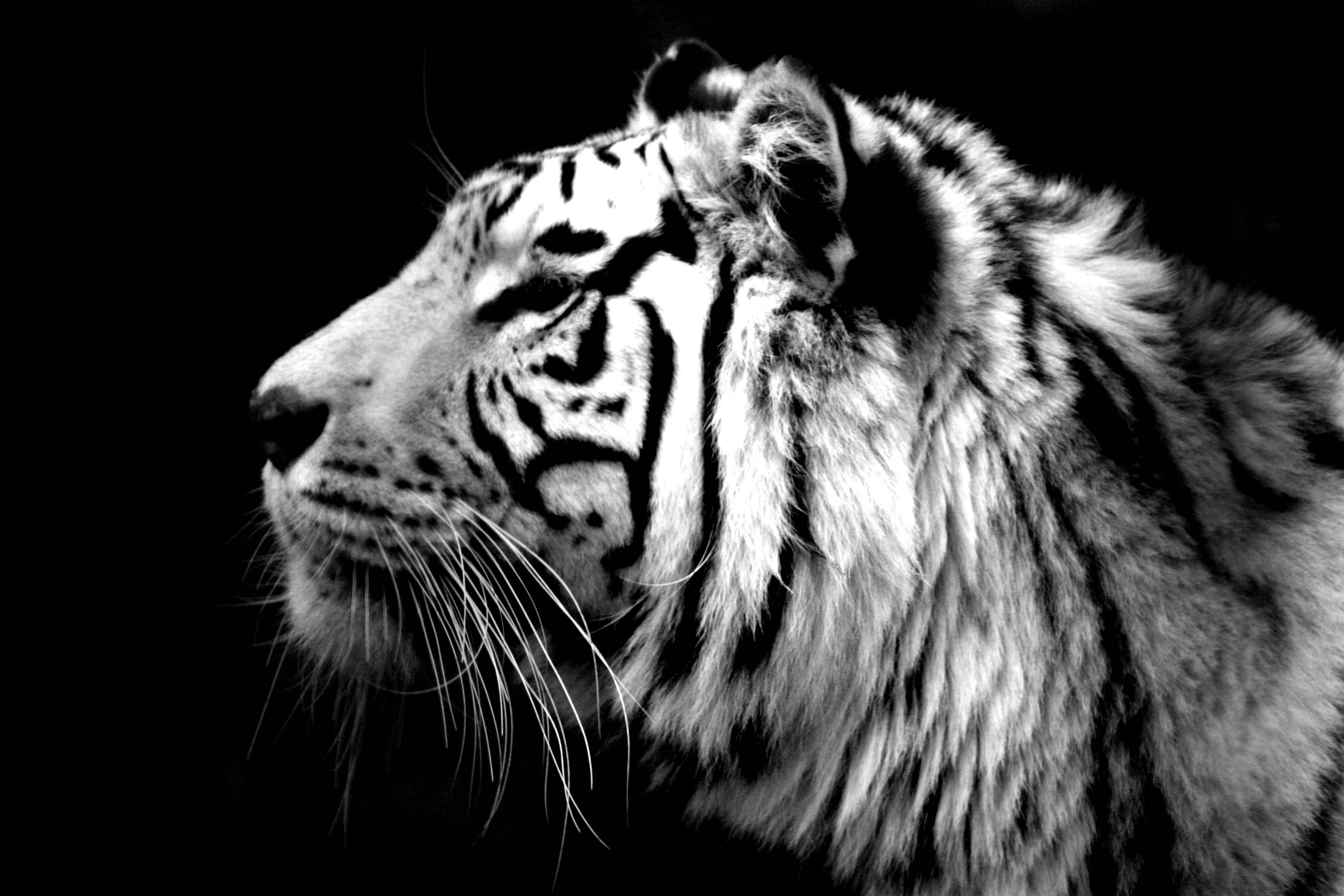 White Tiger Backgrounds