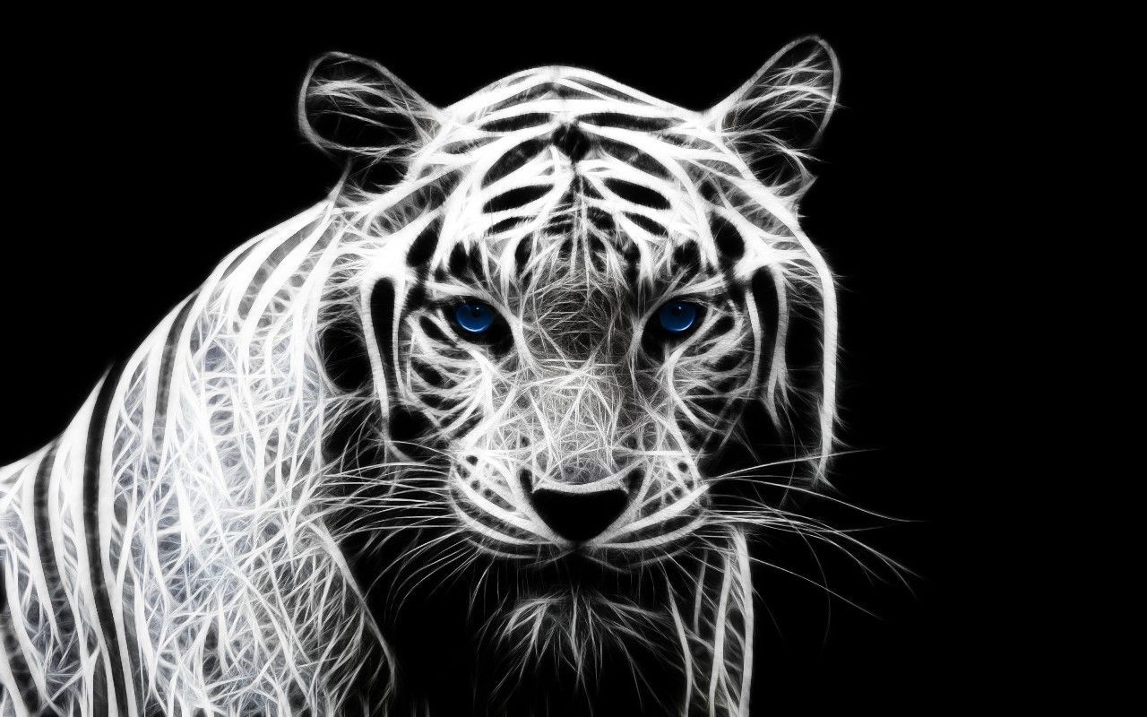 High Definition White Tiger Wallpaper Your Top HD Wallpapers #ID64684