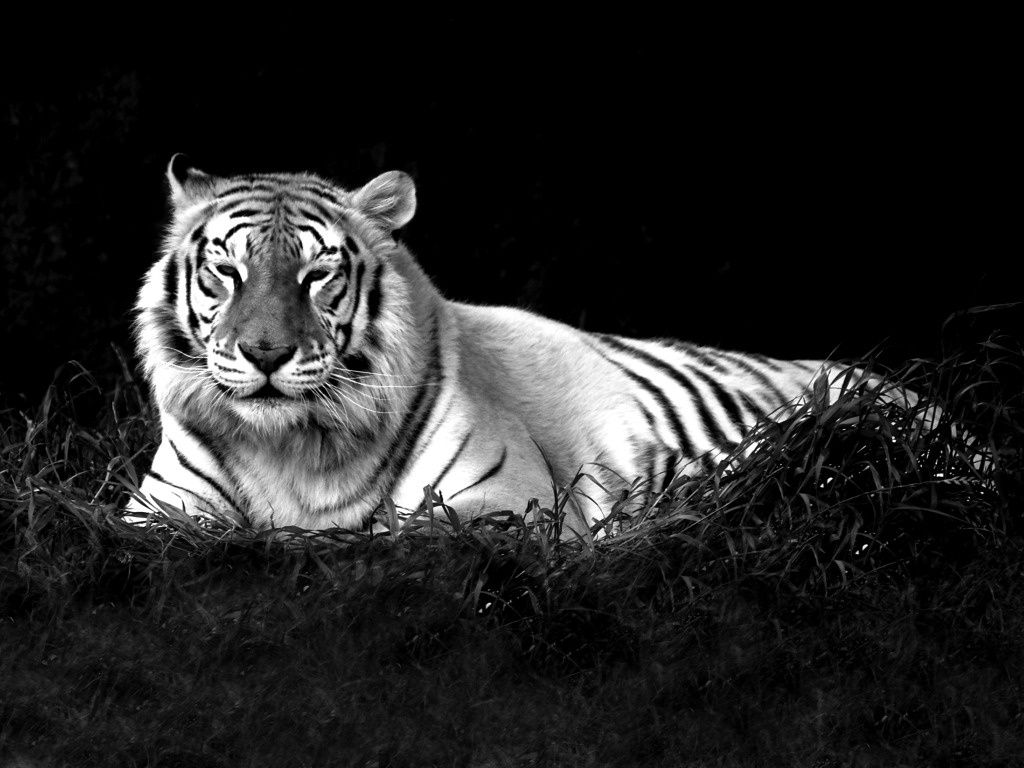 Tiger Wallpaper Hd Black And White | Wallpapers Gallery