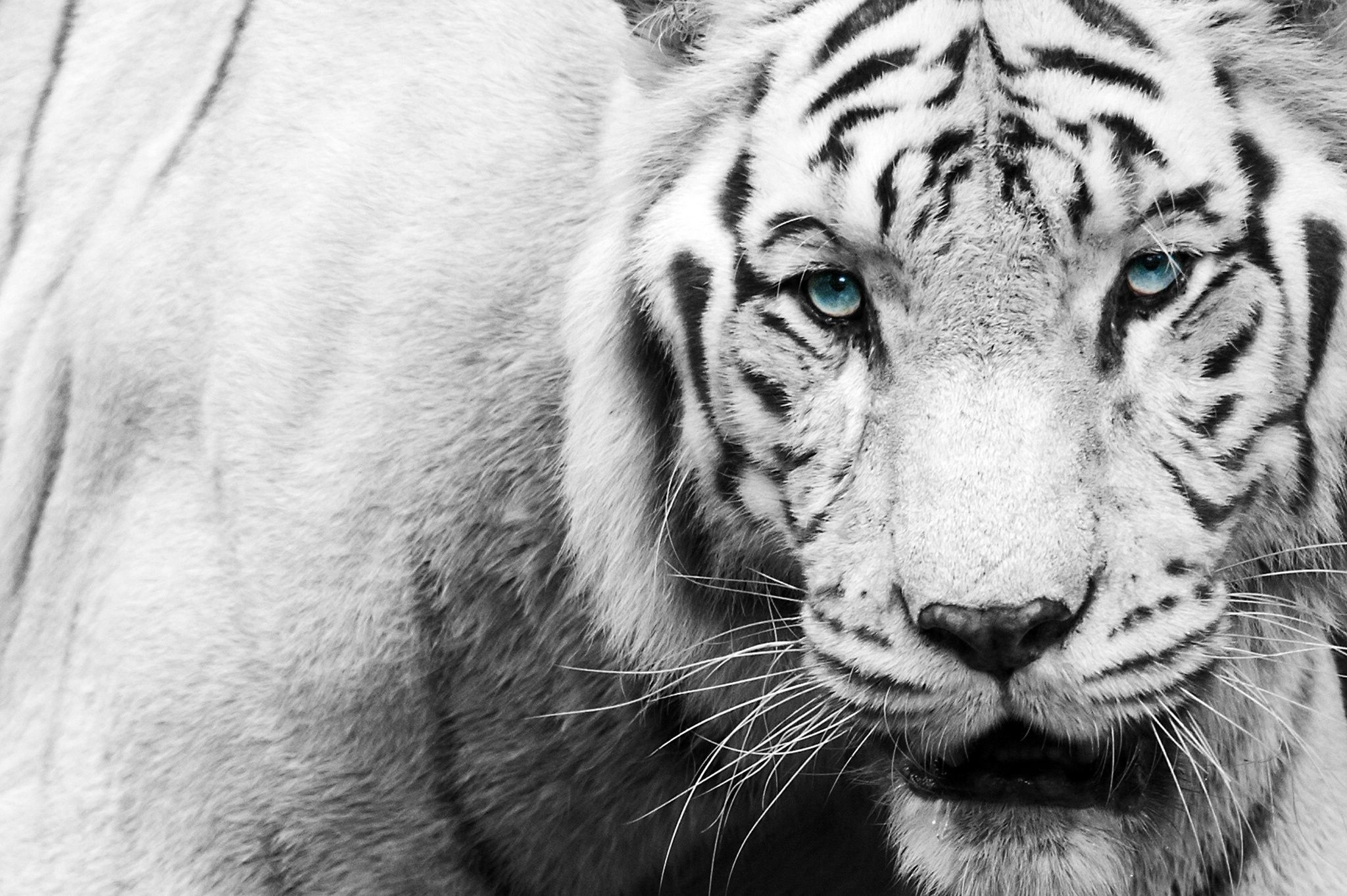 Black And White Tiger Face - wallpaper.