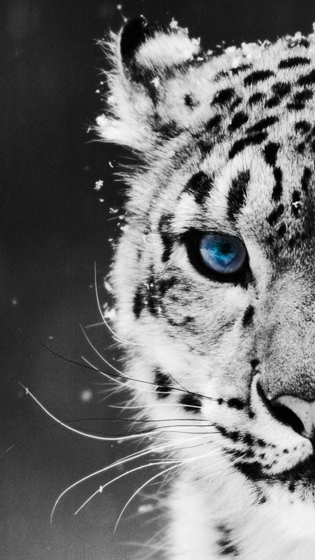 Tiger Wallpaper for IPhone | Black/White | Pinterest | Tigers ...