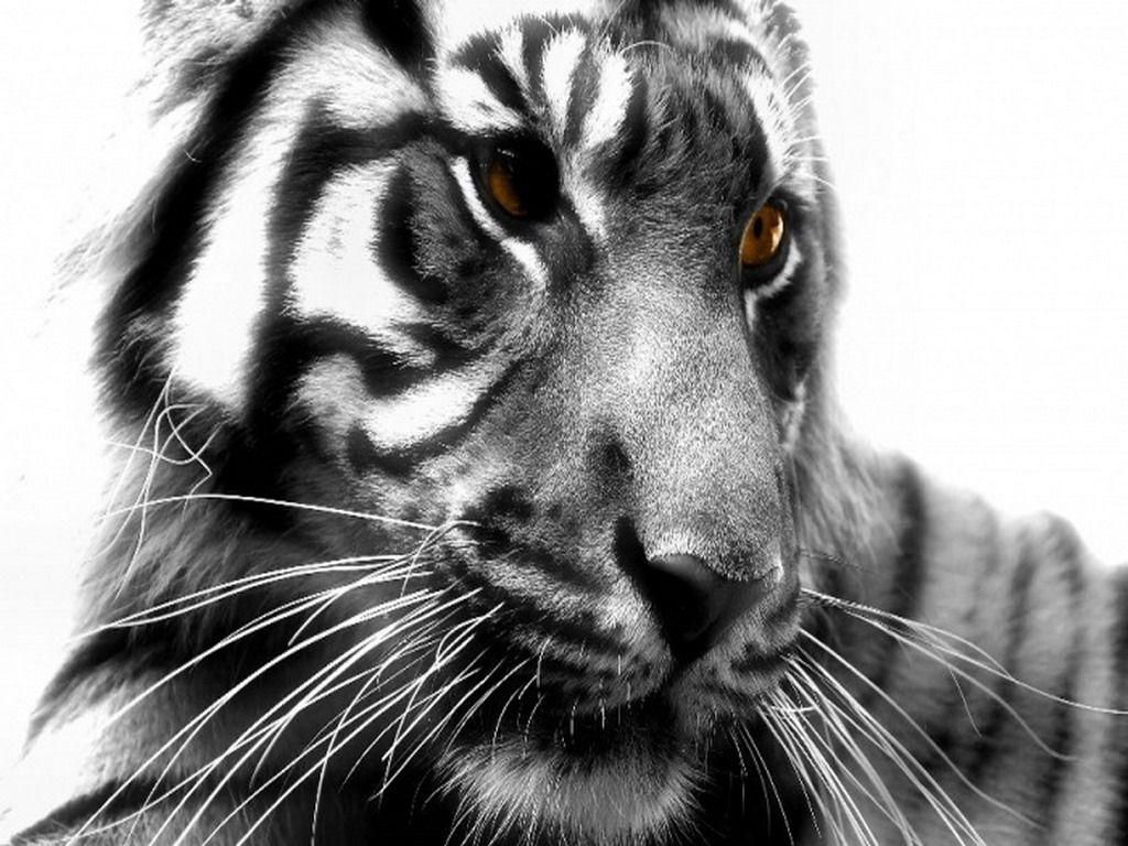 Tiger Black And White (id: 54329) – BUZZERG