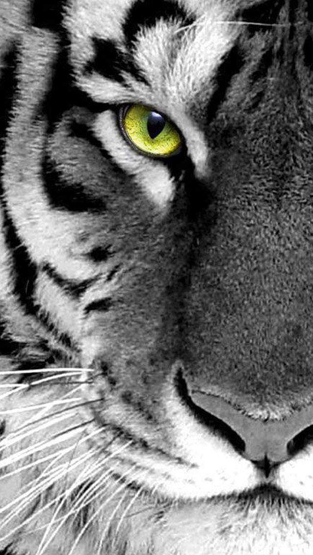 Gallery for - black tiger wallpaper for iphone