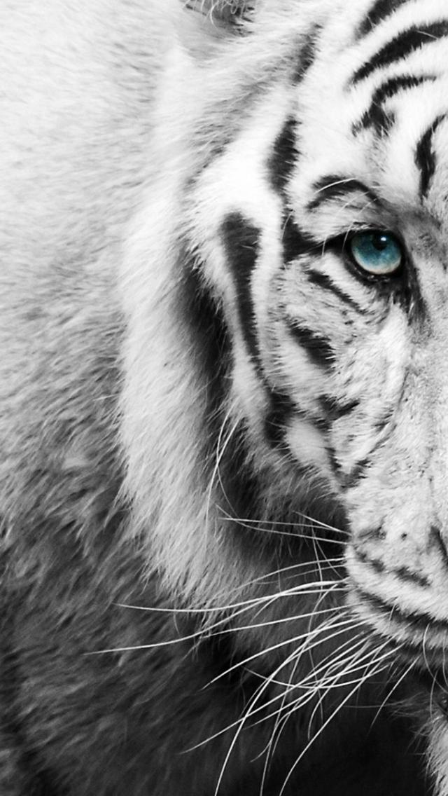 HDscreen: Tiger black blue eyes animal white desktop bakcgrounds