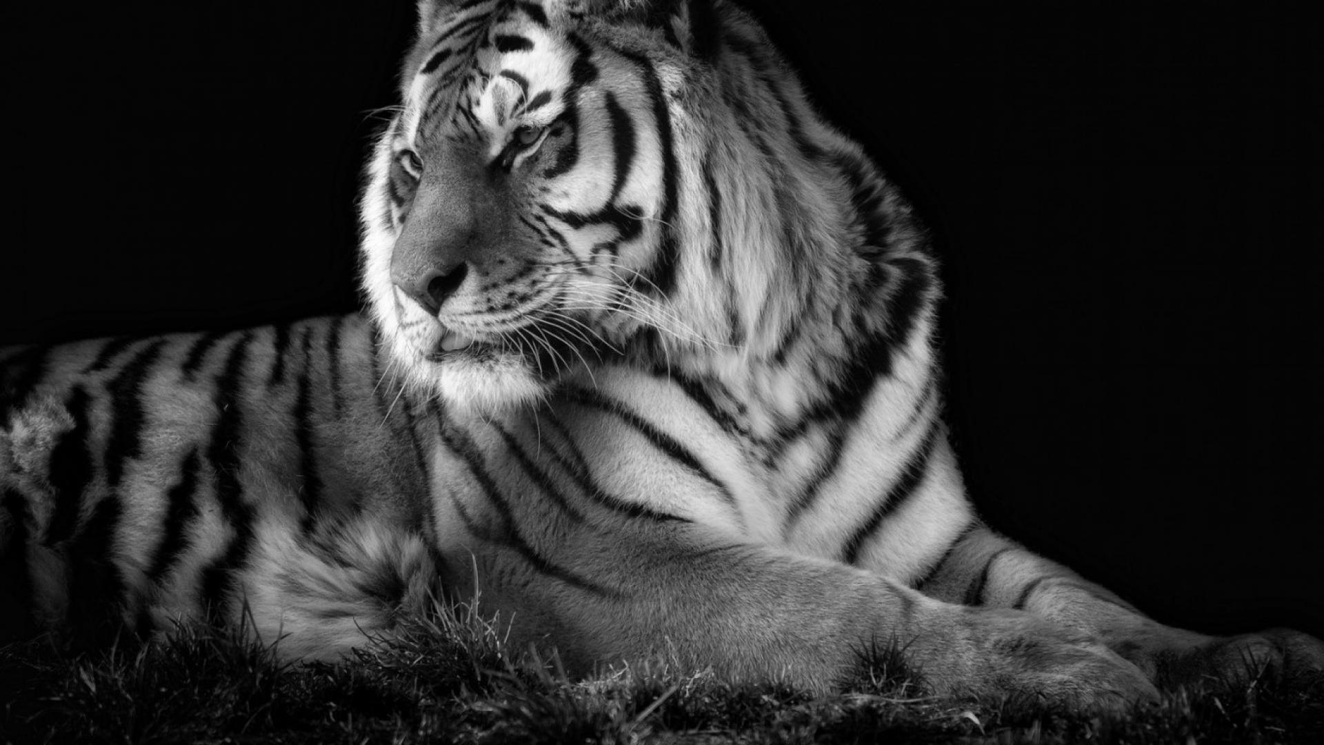 Tigers white tiger wallpaper | (59394)