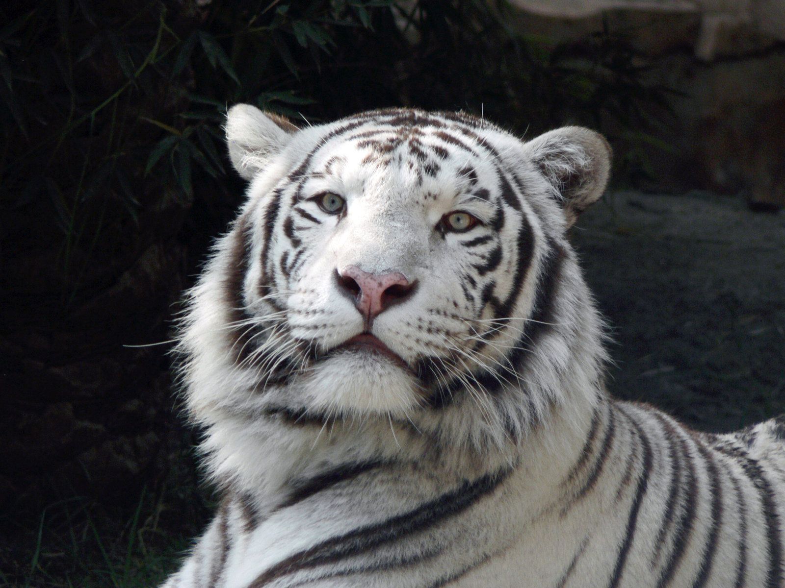 White Tiger Wallpapers - HD Wallpapers Lovely