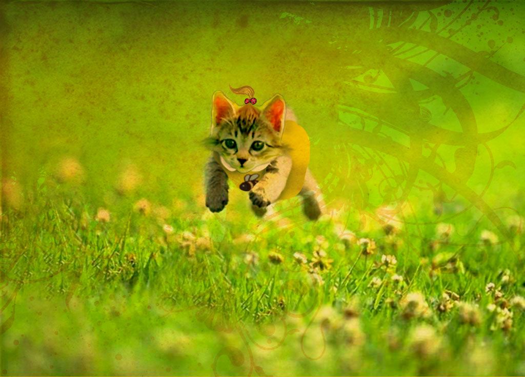 Small cat for kids HD wallpaper Free Download Daily pics update