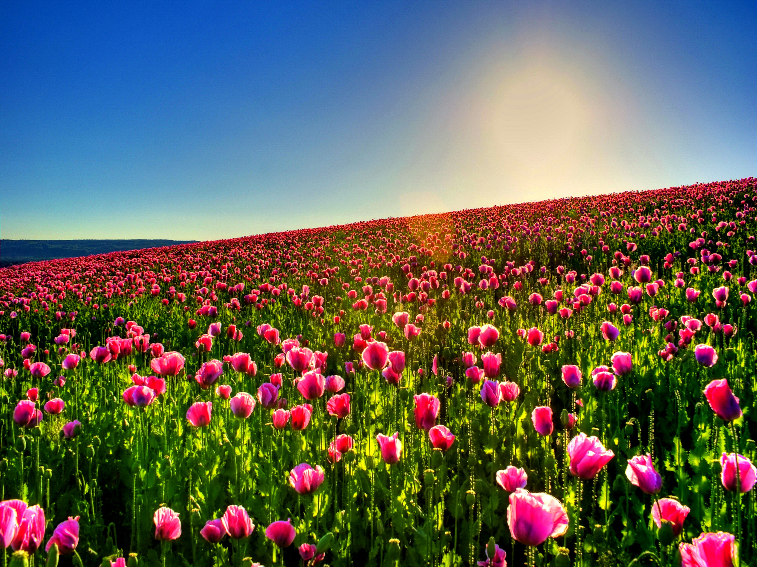 Lovely Tulip Field Wallpaper by Daniel Bruno on FL Flowers HDQ