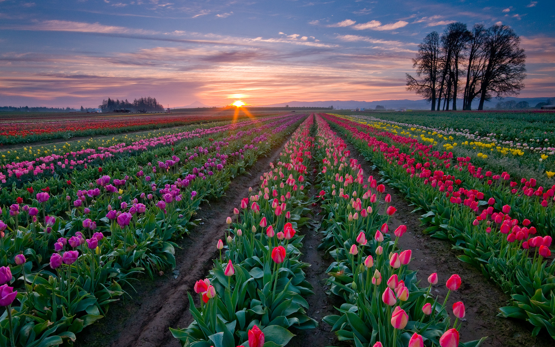 386 Tulip HD Wallpapers | Backgrounds - Wallpaper Abyss