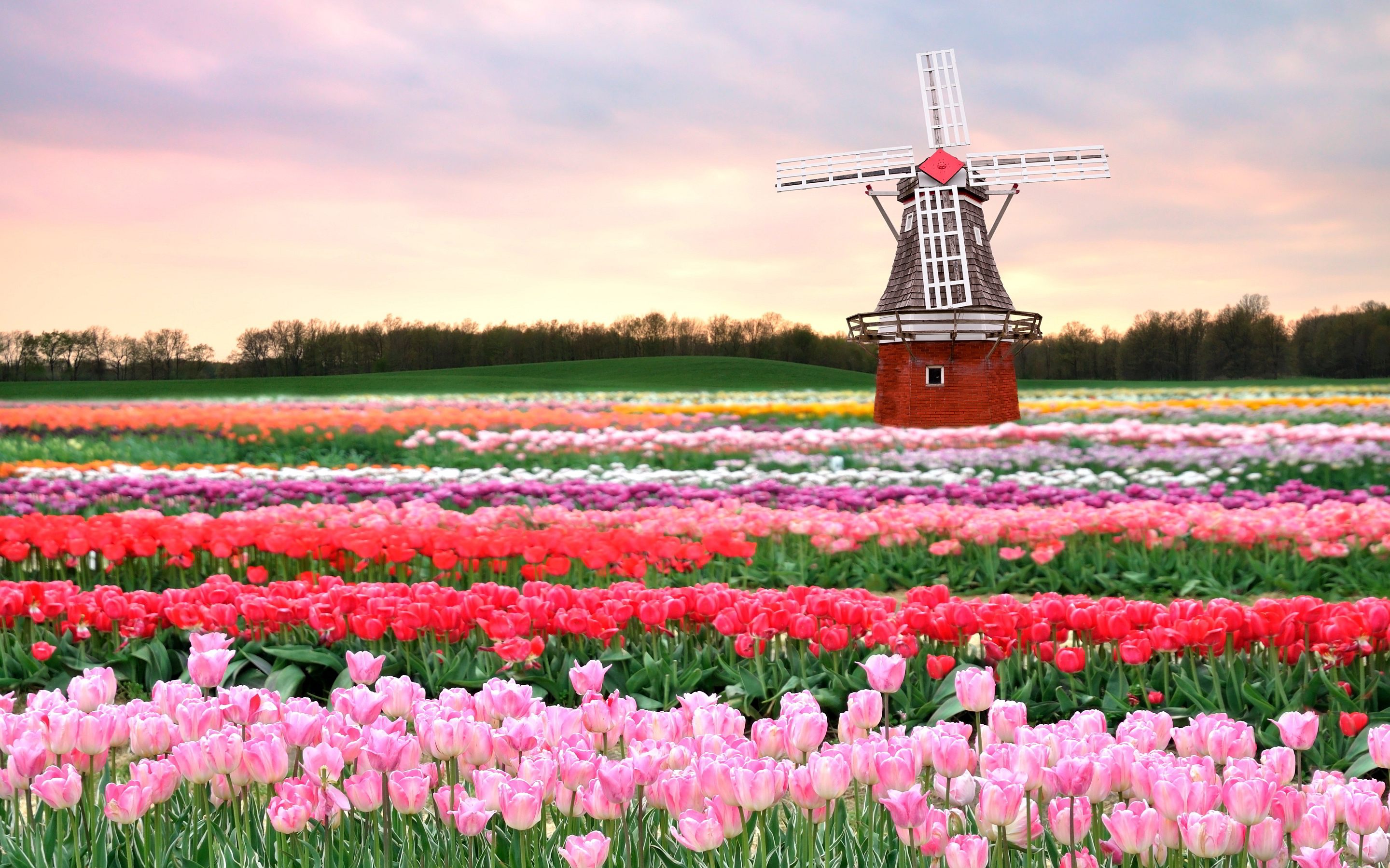 Tulip Fields in Netherlands Wallpaper Of Beautiful Flowers
