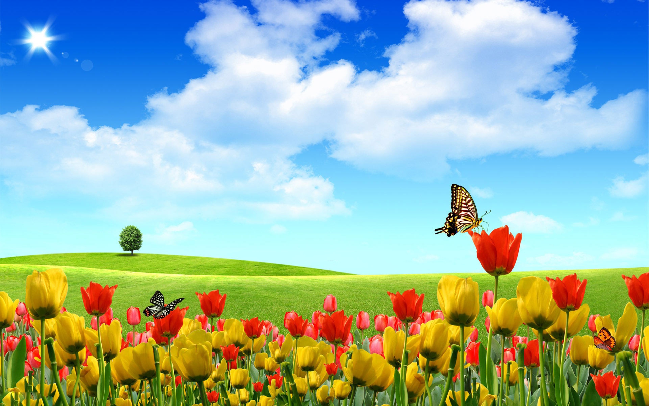 Butterfly On Tulip Field Artistic Wallpaper 2560x1600