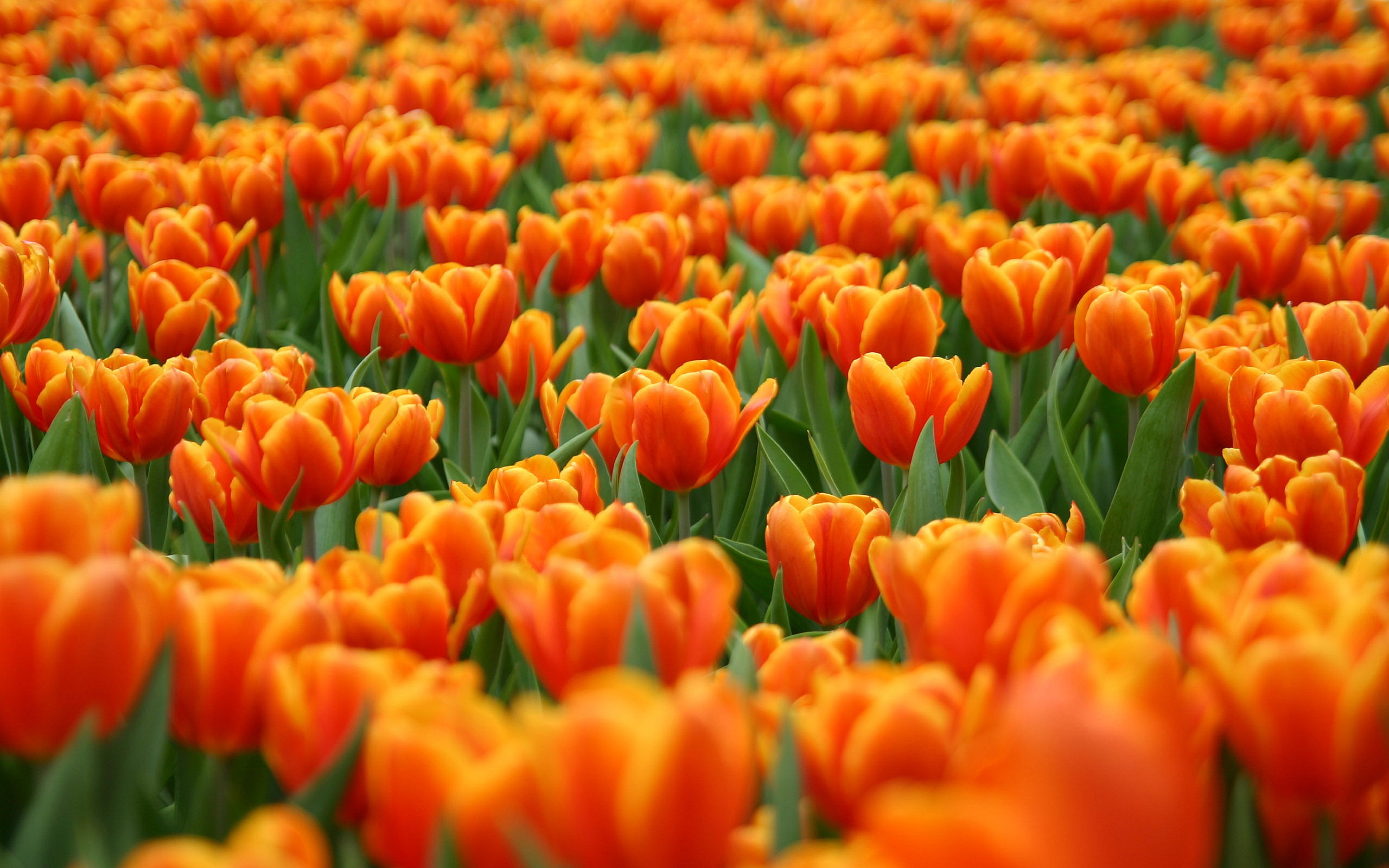 Tulip field Wallpapers Pictures