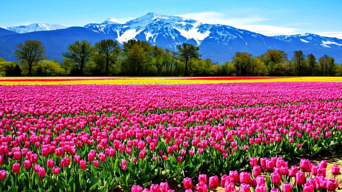 Beautiful Flowers Fields Wallpapers HD Pictures | Live HD ...